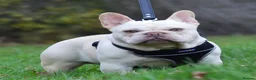 French Bulldog dogs for stud: Chocolate cream carrying blue and tan gene in Spalding - Advert 3