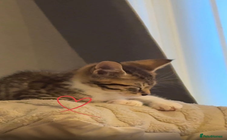 Bengal cats - Advert 15