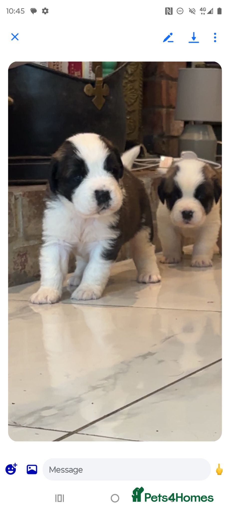 Saint Bernard dogs Beautiful saint Bernard litter  - Advert 9