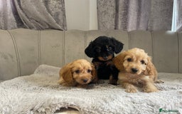 Cockapoo dogs for sale: Beautiful F1 cockapoos ready now  - Image 13
