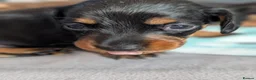 Miniature Dachshund dogs for sale: Miniature dachshund puppies for sale in Bilston - Advert 8