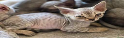 Devon Rex cats for sale: Pedigree TICA Registered Devon Rex Kitten - Advert 2