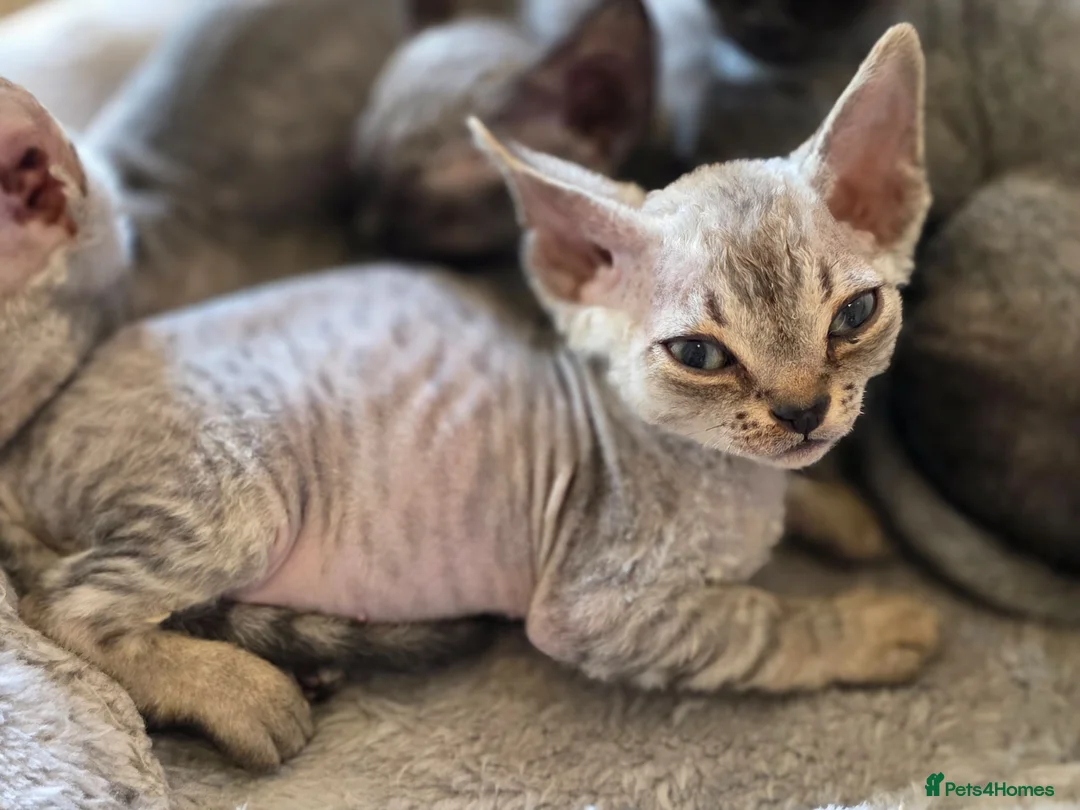 Devon Rex cats for sale: Pedigree TICA Registered Devon Rex Kitten - Advert 2