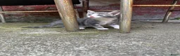 British Shorthair cats for sale: Beautiful kitten ready to leave  - Advert 7