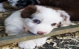 Border Collie dogs for sale: Stunning Fluffy Border Collies Puppies for Sale - Image 8