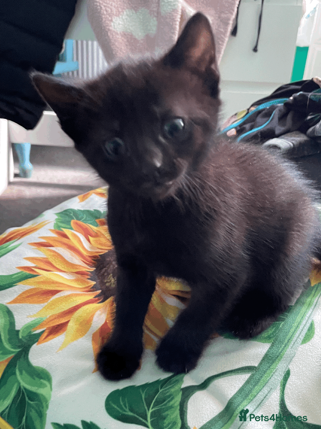 Mixed Breed cats for sale: 2 Beautiful kittens ready very soon !!!!! - Image 4
