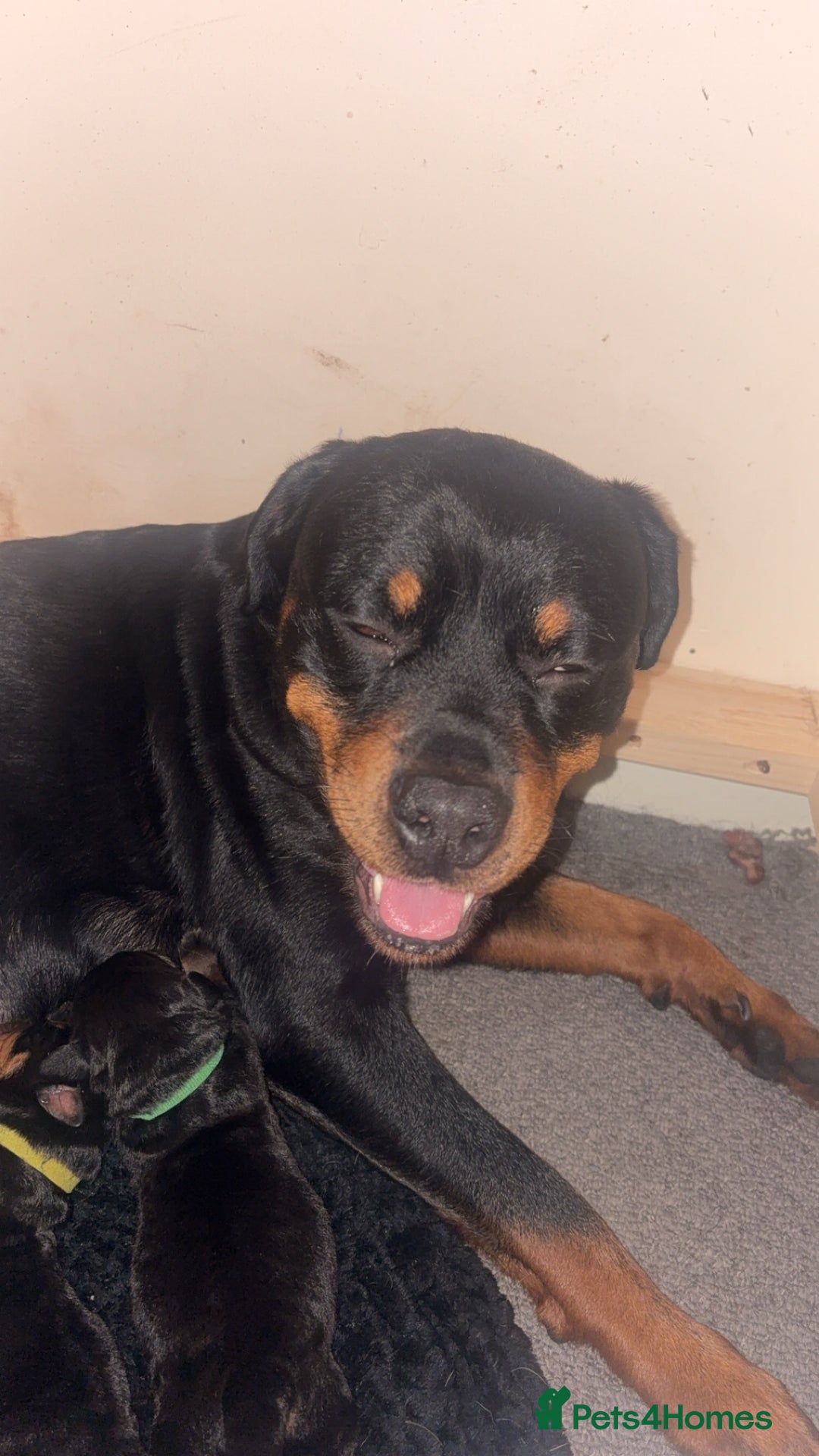 Rottweiler dogs for sale: 3 chunky KC registered girls for sale - Advert 3
