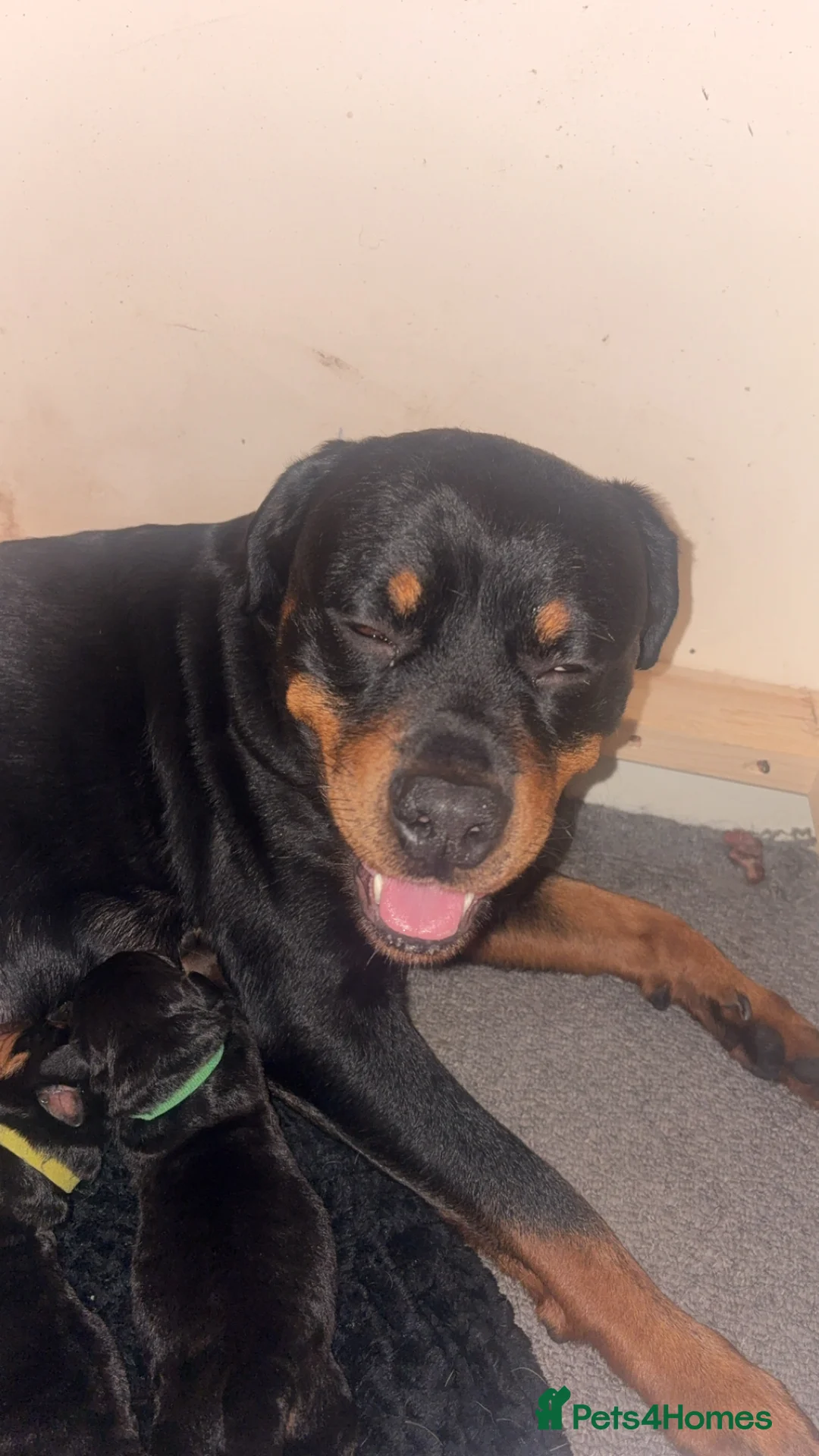Rottweiler dogs for sale: 3 chunky KC registered girls for sale - Advert 3