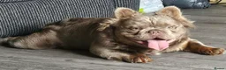 French Bulldog dogs for stud: Rfg tested aa lilac quad fluffy carrying testable - Advert 14
