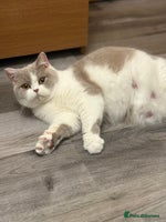 British Shorthair cats ✨ Gccf Champion Parents. Lilac bi colour male ✨ - Advert 2