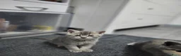 Mixed Breed cats for sale: Brittish shorthair cross - Advert 3
