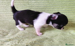 Chihuahua dogs for sale: Amazing Quality Long Coat Chihuahua puppies - Image 28