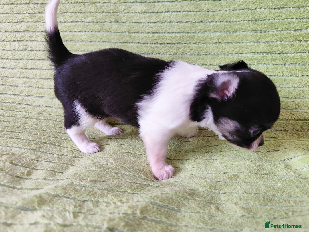 Chihuahua dogs for sale: Amazing Quality Long Coat Chihuahua puppies - Image 28