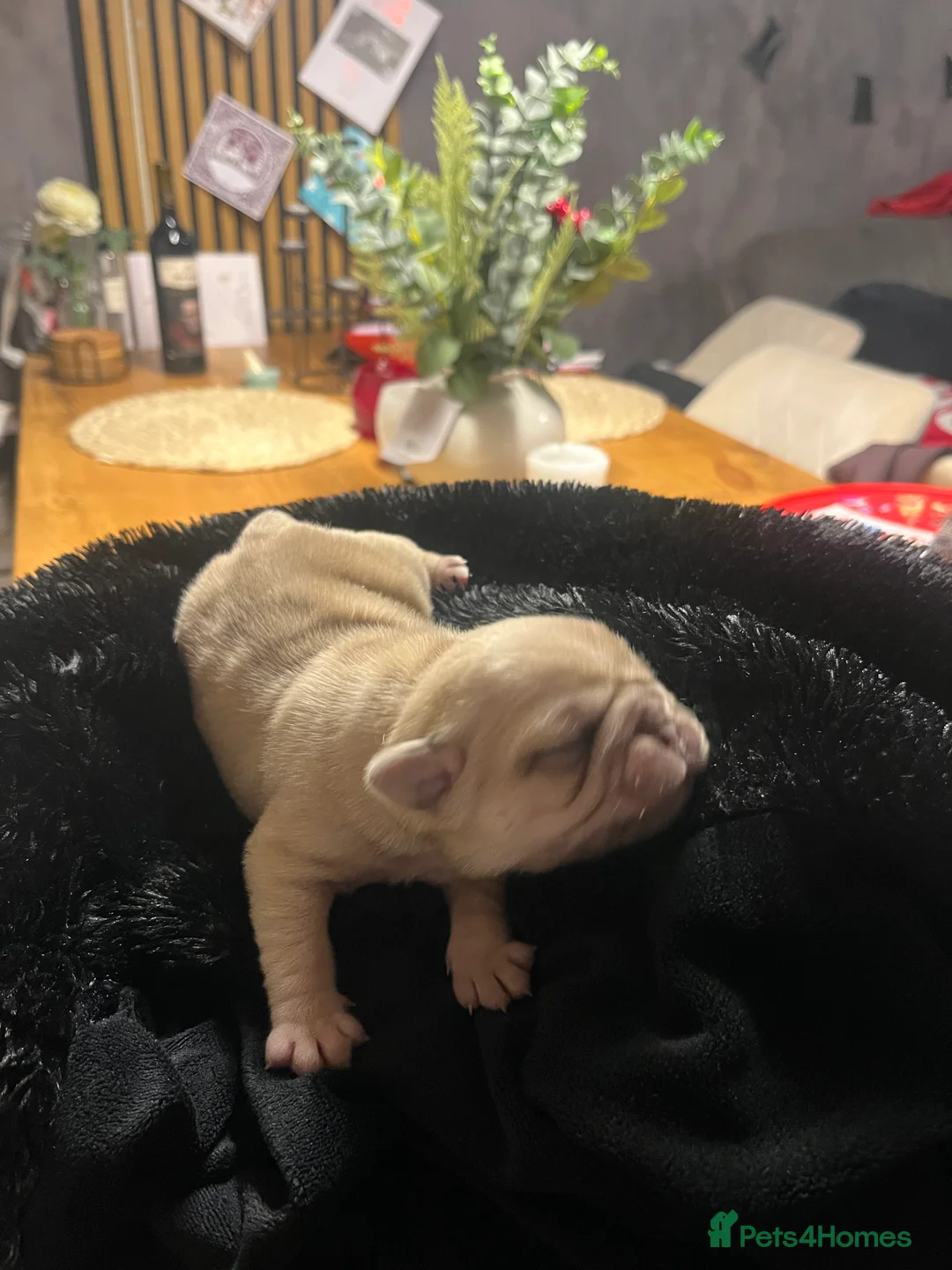 Pug dogs for sale: Top quality Pedigree pugs kc registered leeds - Advert 9