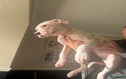 American Bulldog dogs for sale: American bulldog  - Image 2