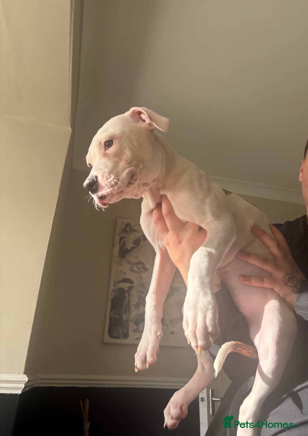 American Bulldog dogs for sale: American bulldog  - Image 2