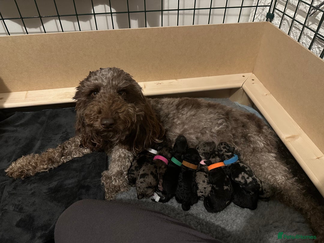 Miniature Poodle dogs for sale: Striking merle and black Miniature Poodle Puppies - Advert 40