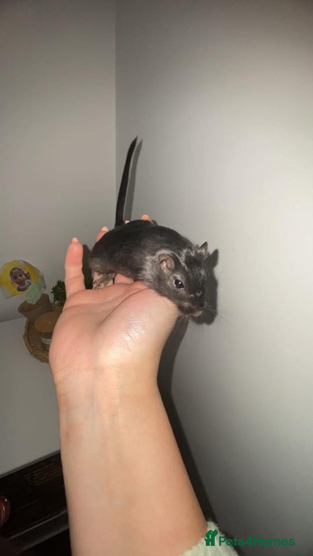 Gerbil rodents for sale: 2x Male gerbils  - Advert 1