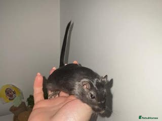 Gerbil rodents 2x Male gerbils - Advert 1