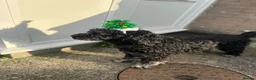 Portuguese Water Dog dogs for sale: Pure Unique Portuguese Water  Dogs  in Redruth - Advert 16