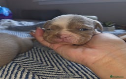 English Bulldog dogs for sale: Beautiful New english bulldogges  - Image 12