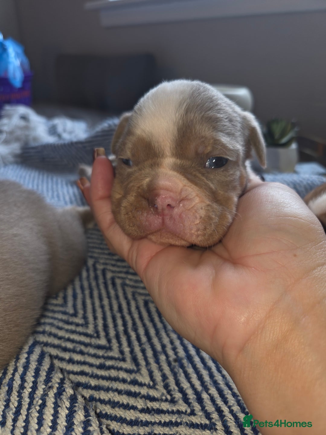 English Bulldog dogs for sale: Beautiful New english bulldogges  - Image 12