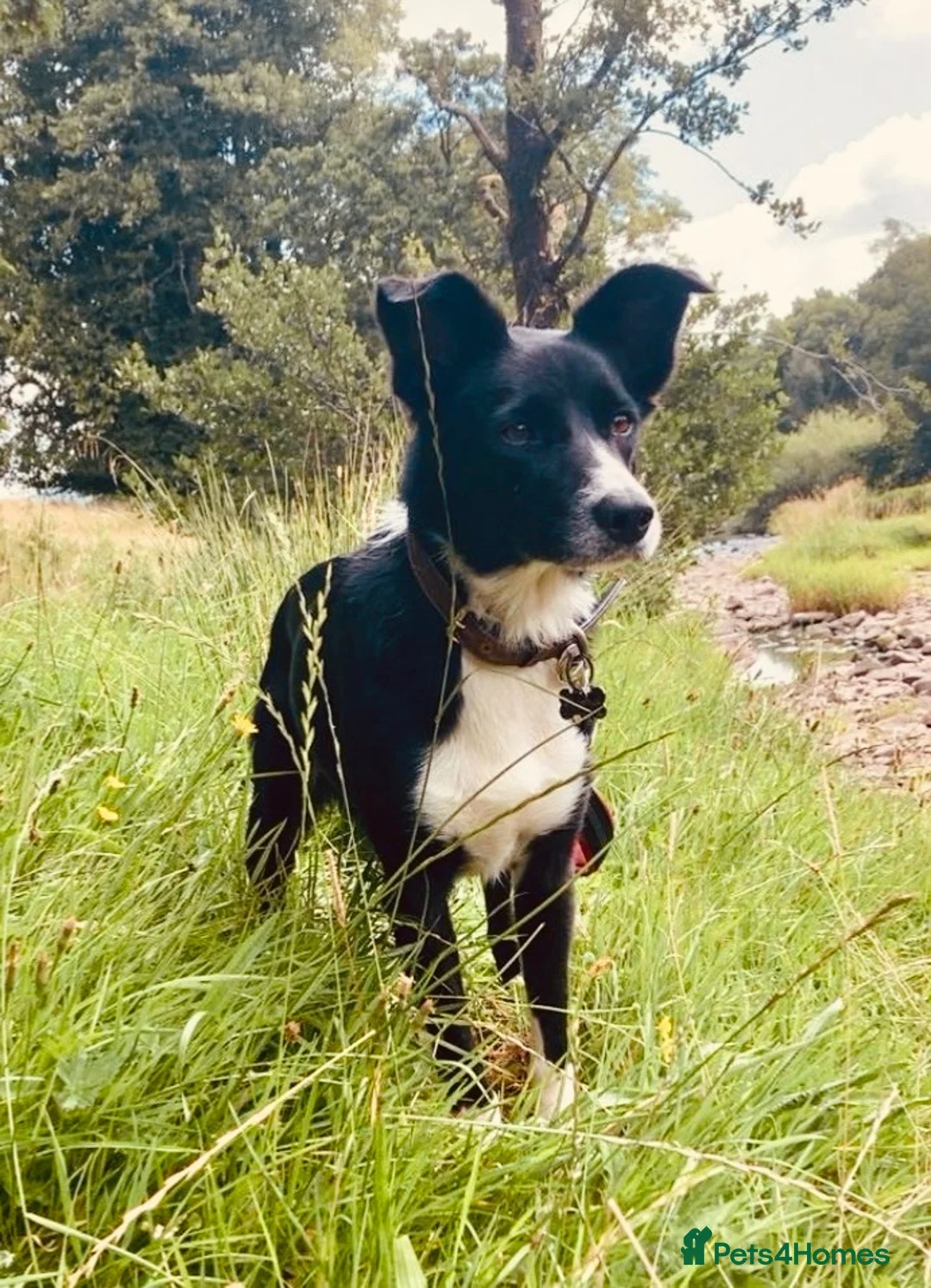 Border Collie dogs for sale: Maggie - 5 year old BC looking for the right home  - Advert 1