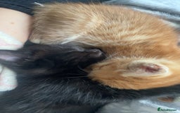 Mixed Breed cats for sale: 5 beautiful kittens ready to go! - Image 27