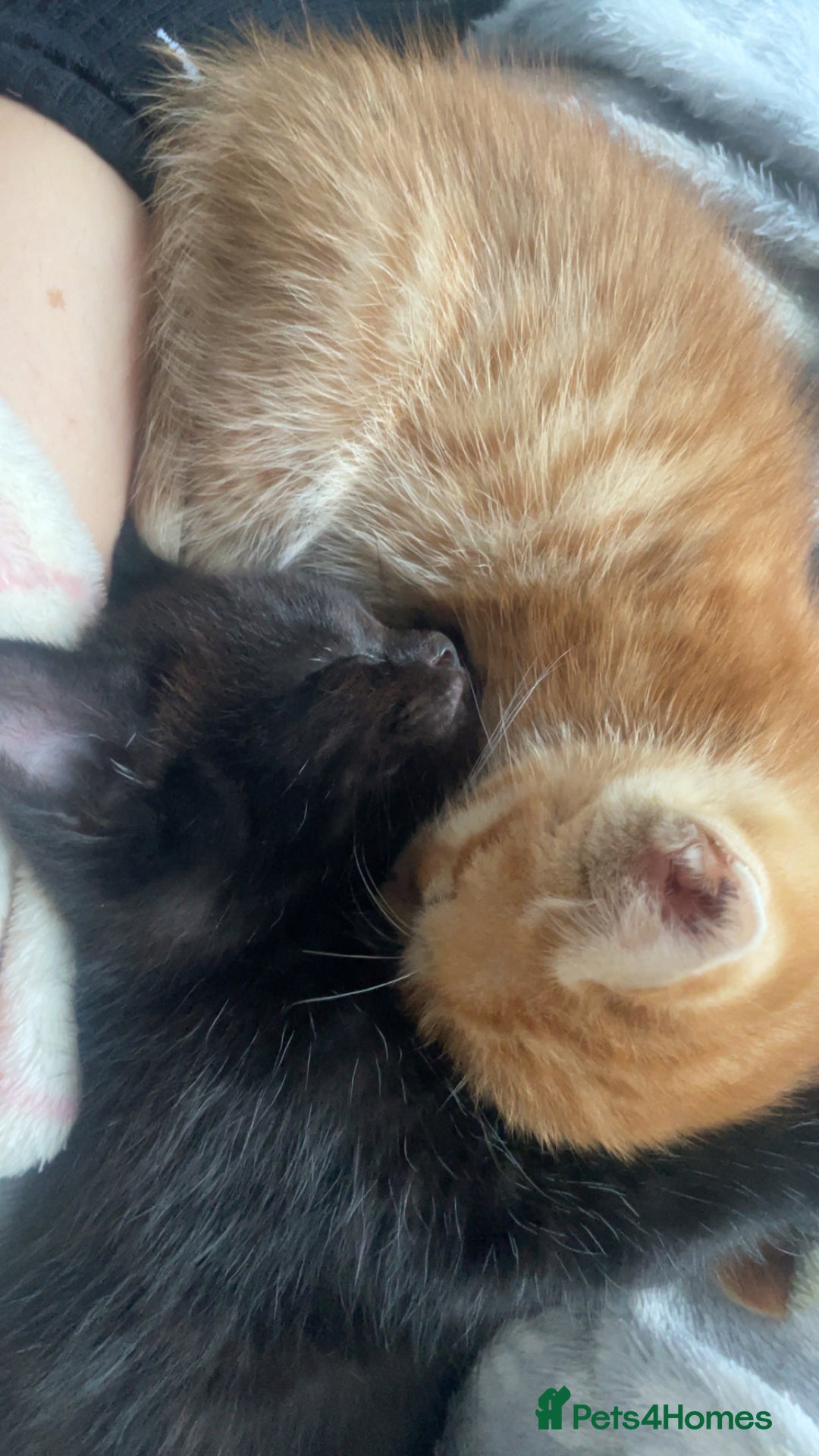 Mixed Breed cats for sale: 5 beautiful kittens ready to go! - Image 27