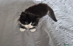 Ragdoll cats for sale: Gorgeous part ragdolls looking for loving homes! - Image 12