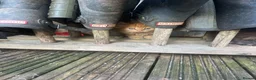 Mixed Breed cats for sale: Mixed Exotic Kittens - Advert 4