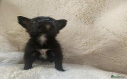 Pomchi dogs for sale: Beautiful pomchi for sale 🥹 - Image 4