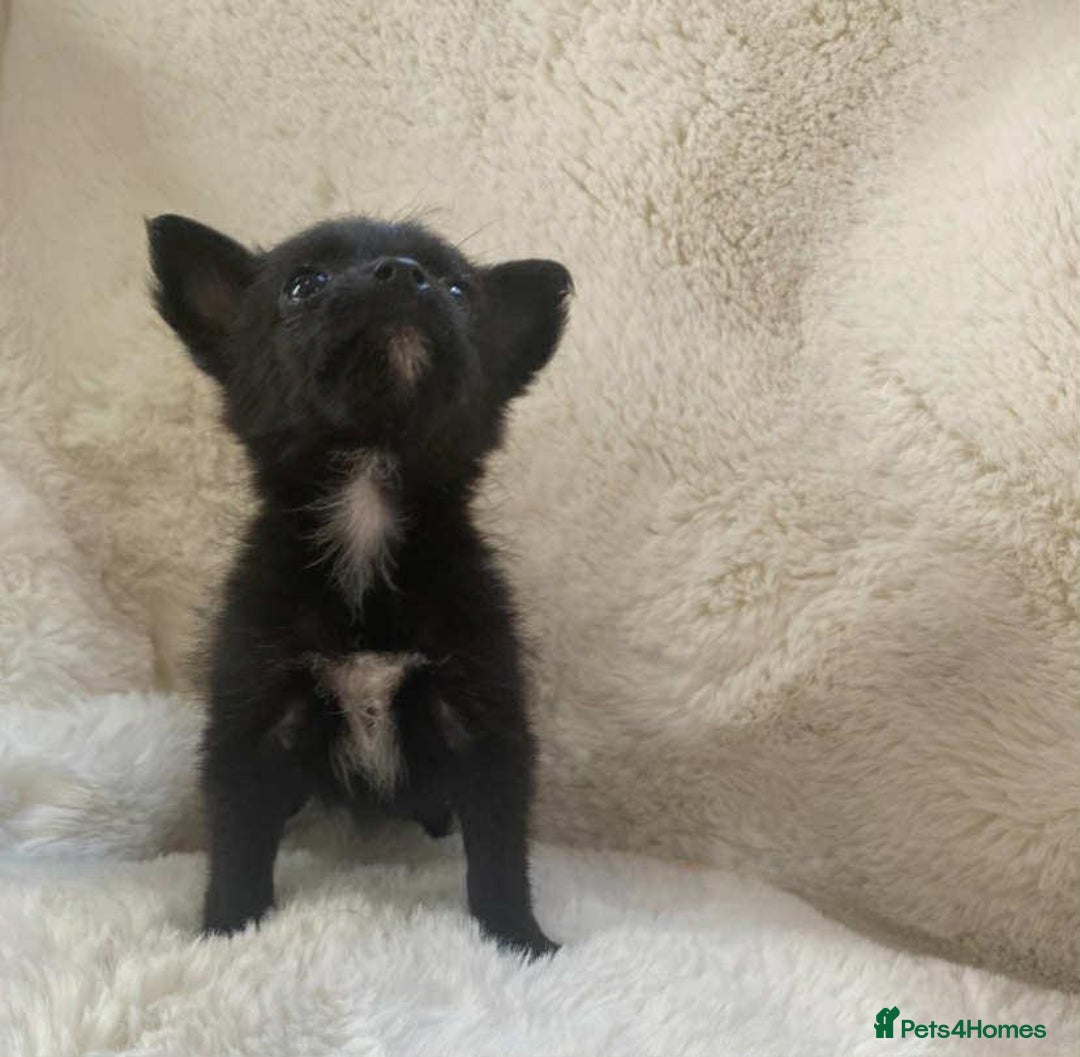Pomchi dogs for sale: Beautiful pomchi for sale 🥹 - Image 4