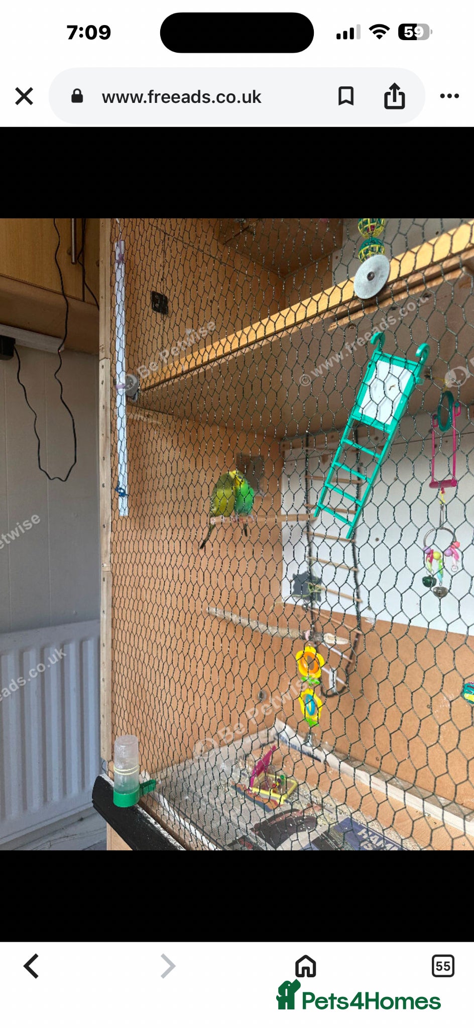 Budgerigars birds Lovely bonded pair  - Advert 2