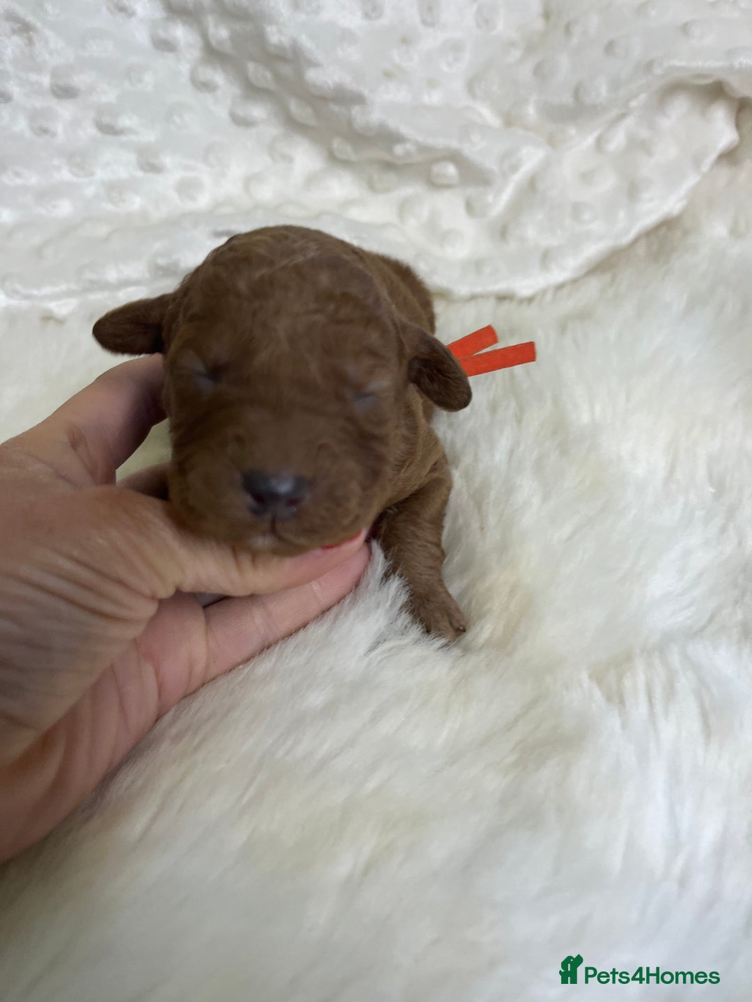 Goldendoodle dogs for sale: multigenerational Australian Golden doubledoodles - Image 11