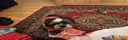 Shih Tzu dogs for sale: Shihtzu for rehoming in Alfreton - Advert 2