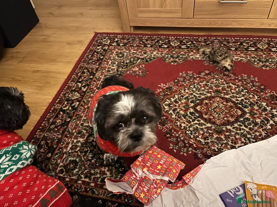 Shih Tzu dogs for sale: Shihtzu for rehoming in Alfreton - Advert 2