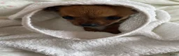 Chihuahua dogs for sale: Adorable Chihuahua Puppy “ Girl “ Fawn/White - Advert 6