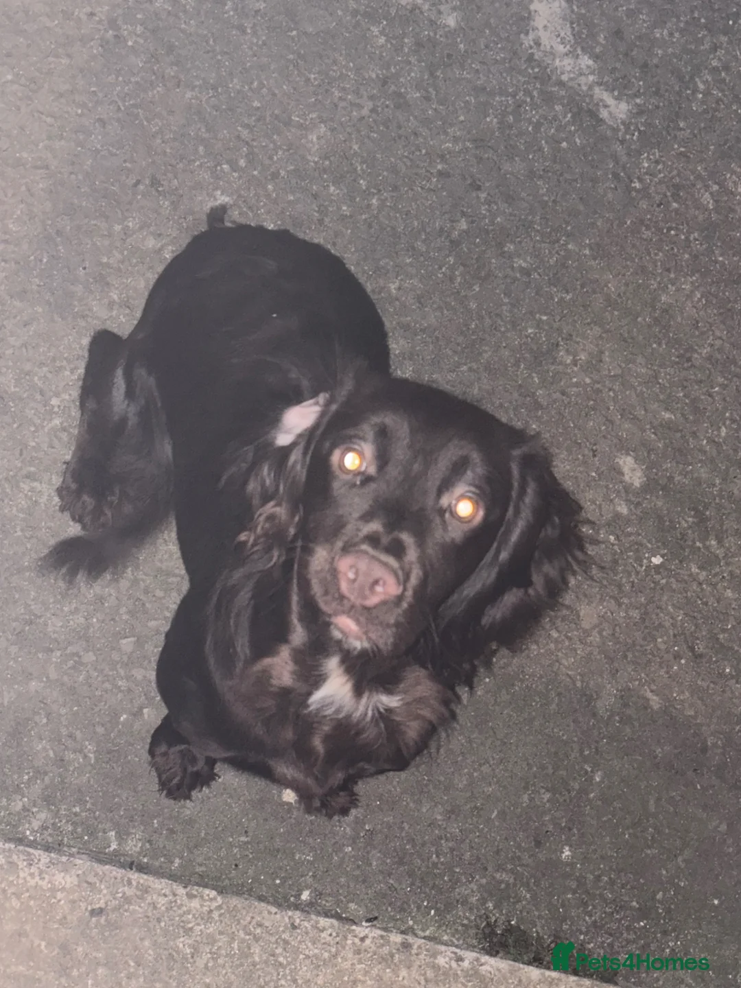 Cocker Spaniel dogs for sale: Cocker spaniel  - Advert 2