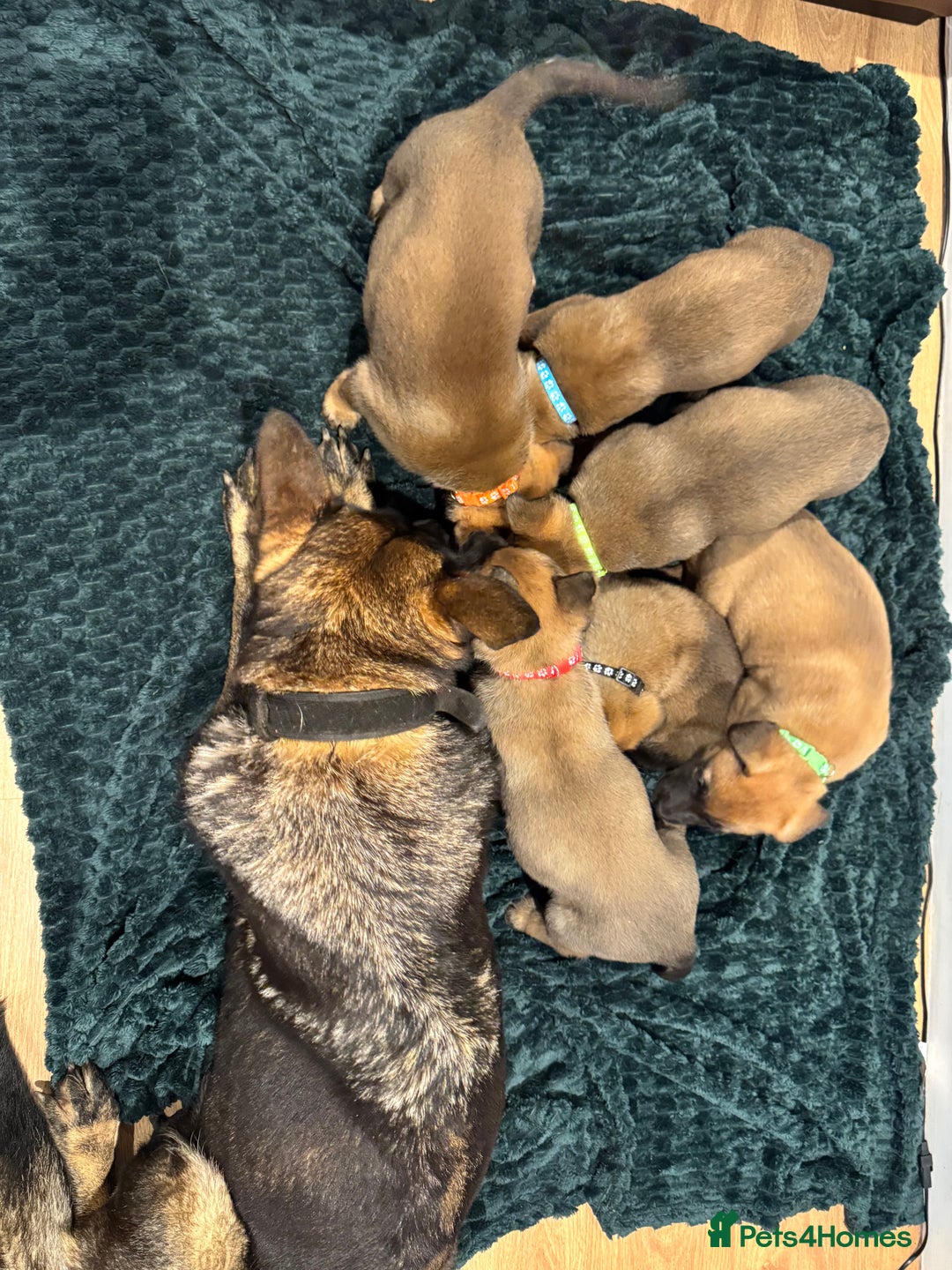 Mixed Breed dogs for sale: Gorgeous GSD X Belgian Malinois Pups Available - Advert 6