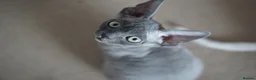 Devon Rex cats for sale: Blue Devon Rex male kitten  - Advert 8