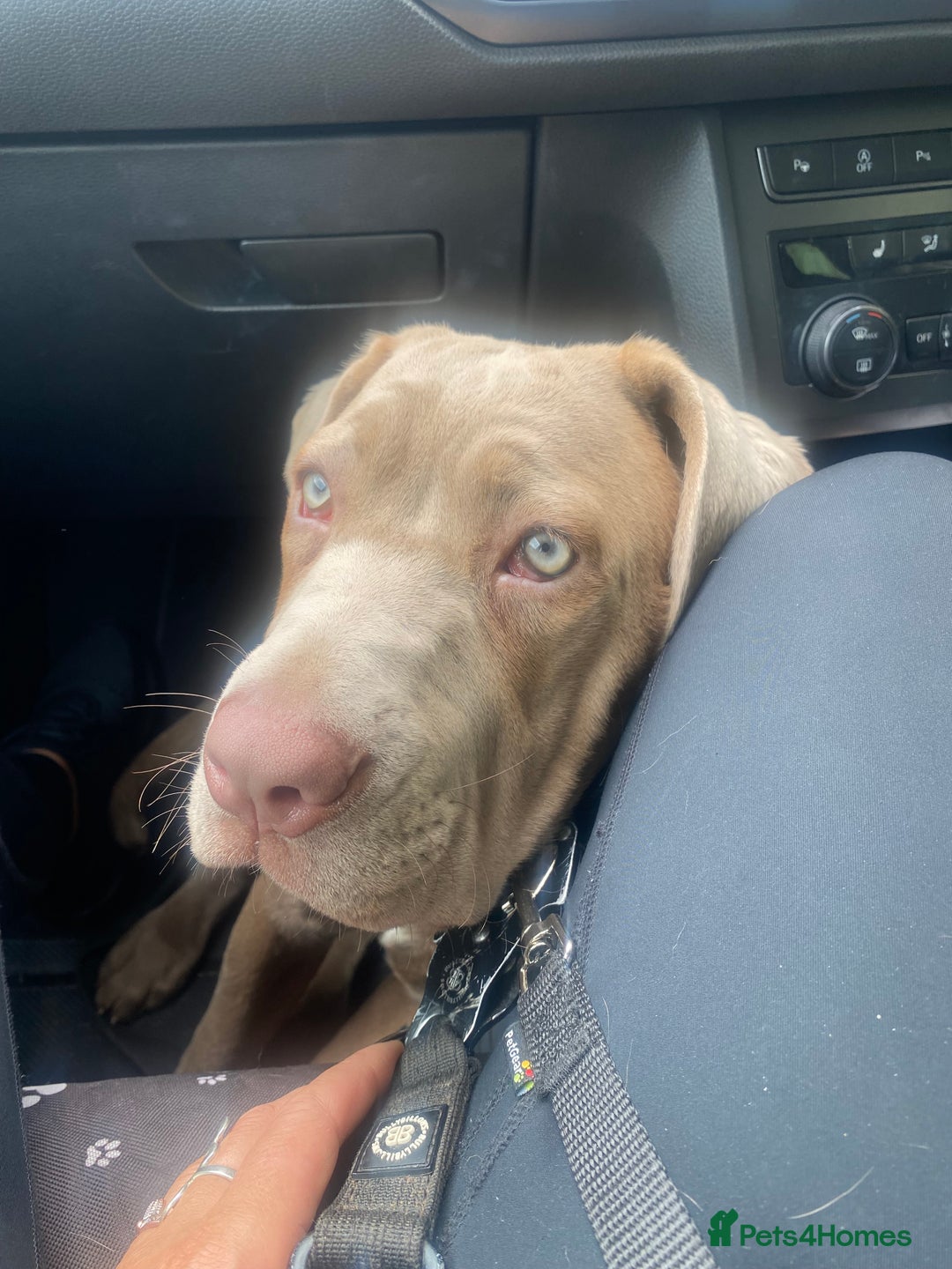 Cane Corso dogs for sale: Cane corso female  - Image 10