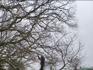 Golden Shepherd dogs Black and Tan Female German Shepherd 1 year old - Advert 1