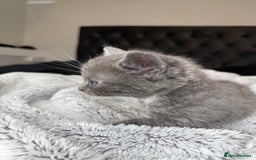 British Shorthair cats for sale: Our beautiful cute shorthair blue kittens - Image 7