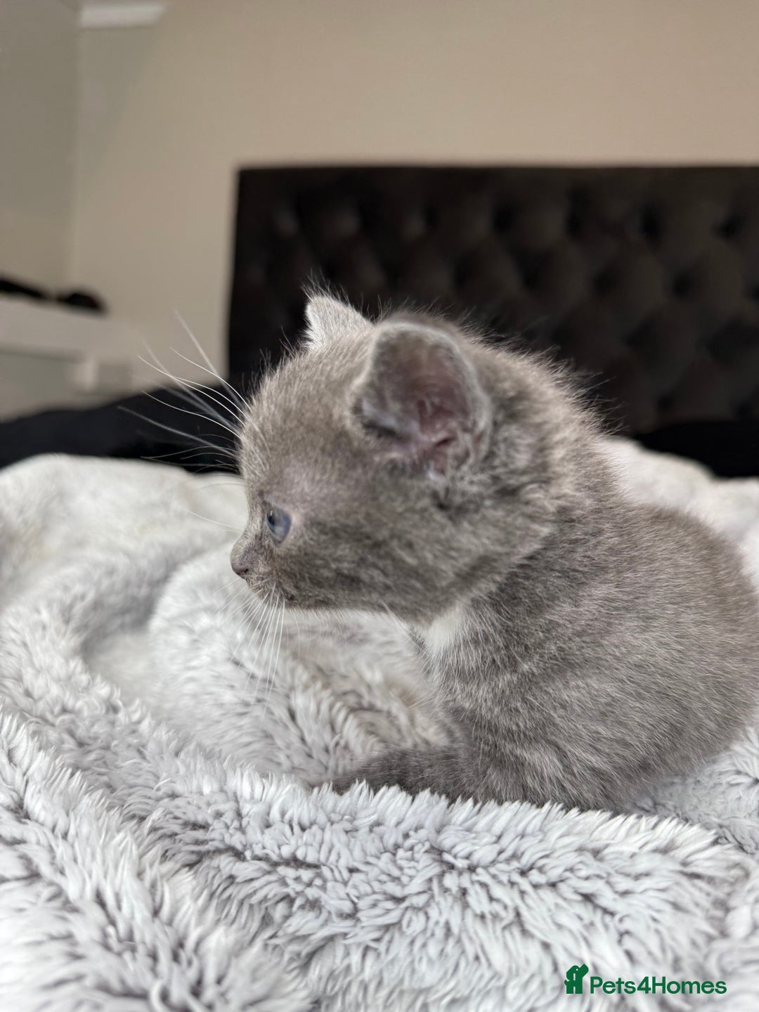 British Shorthair cats for sale: Our beautiful cute shorthair blue kittens - Image 7