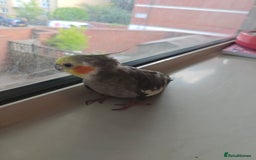 Cockatiels birds for sale: Selling 2 amazing cockatiels  - Image 18