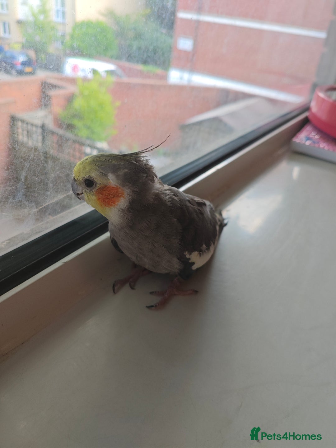 Cockatiels birds for sale: Selling 2 amazing cockatiels  - Image 18