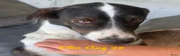 Mixed Breed dogs for adoption: Elin, 2-3 yrs old. Available for adoption. - Advert 2