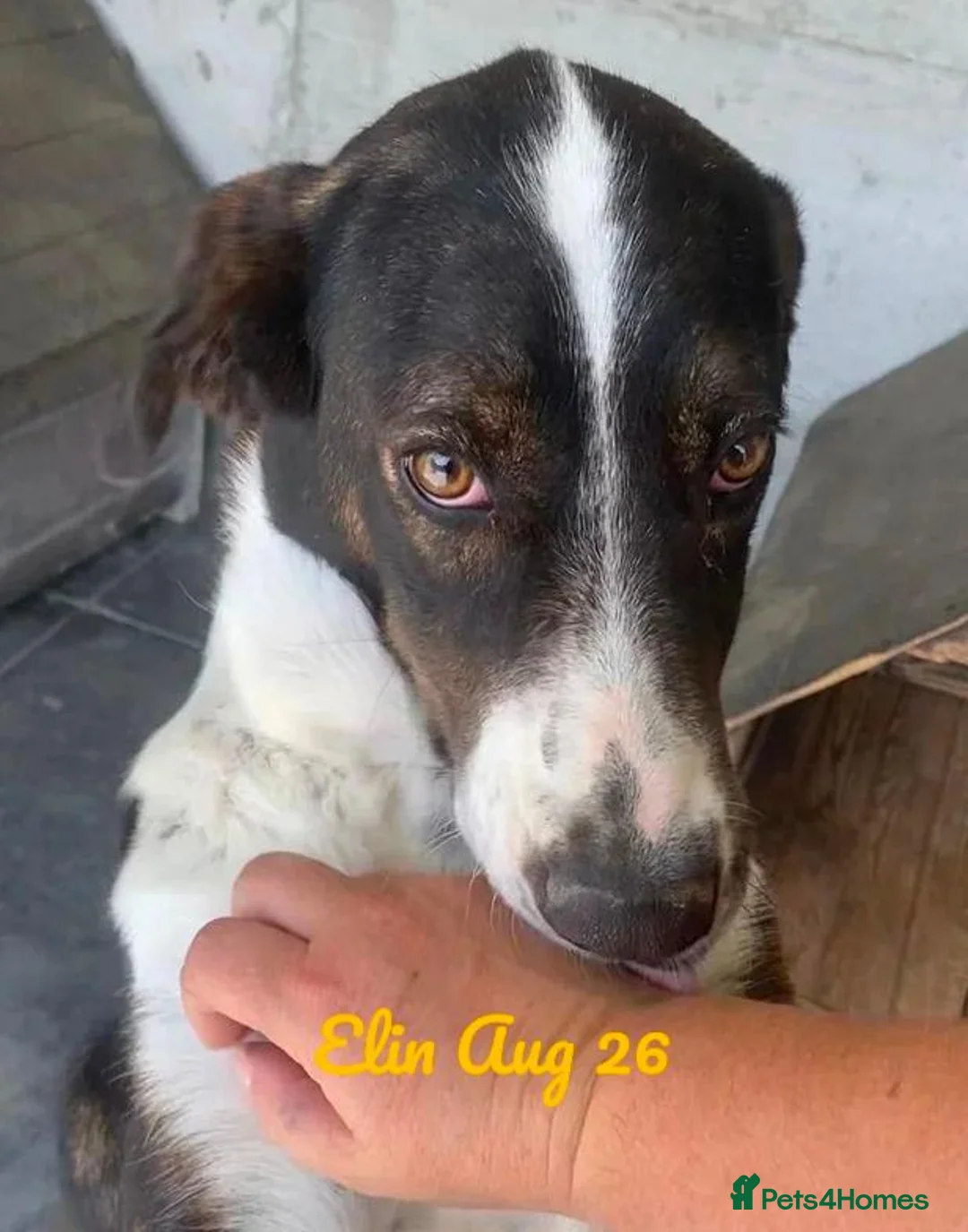 Mixed Breed dogs for adoption: Elin, 2-3 yrs old. Available for adoption. - Advert 2