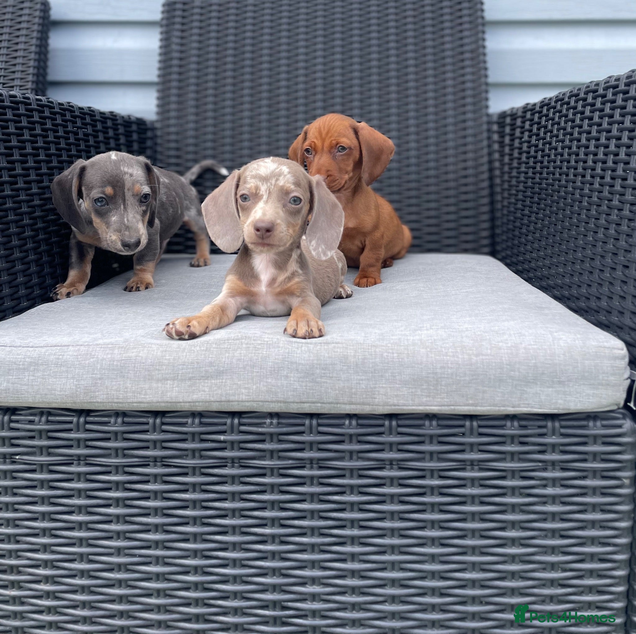 Miniature Dachshund dogs 💖💙beautiful Dachunds ready now 💖💙 - Advert 1